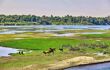 cow on river bank in egypt. River Nile in Egypt. Life on the River Nile
