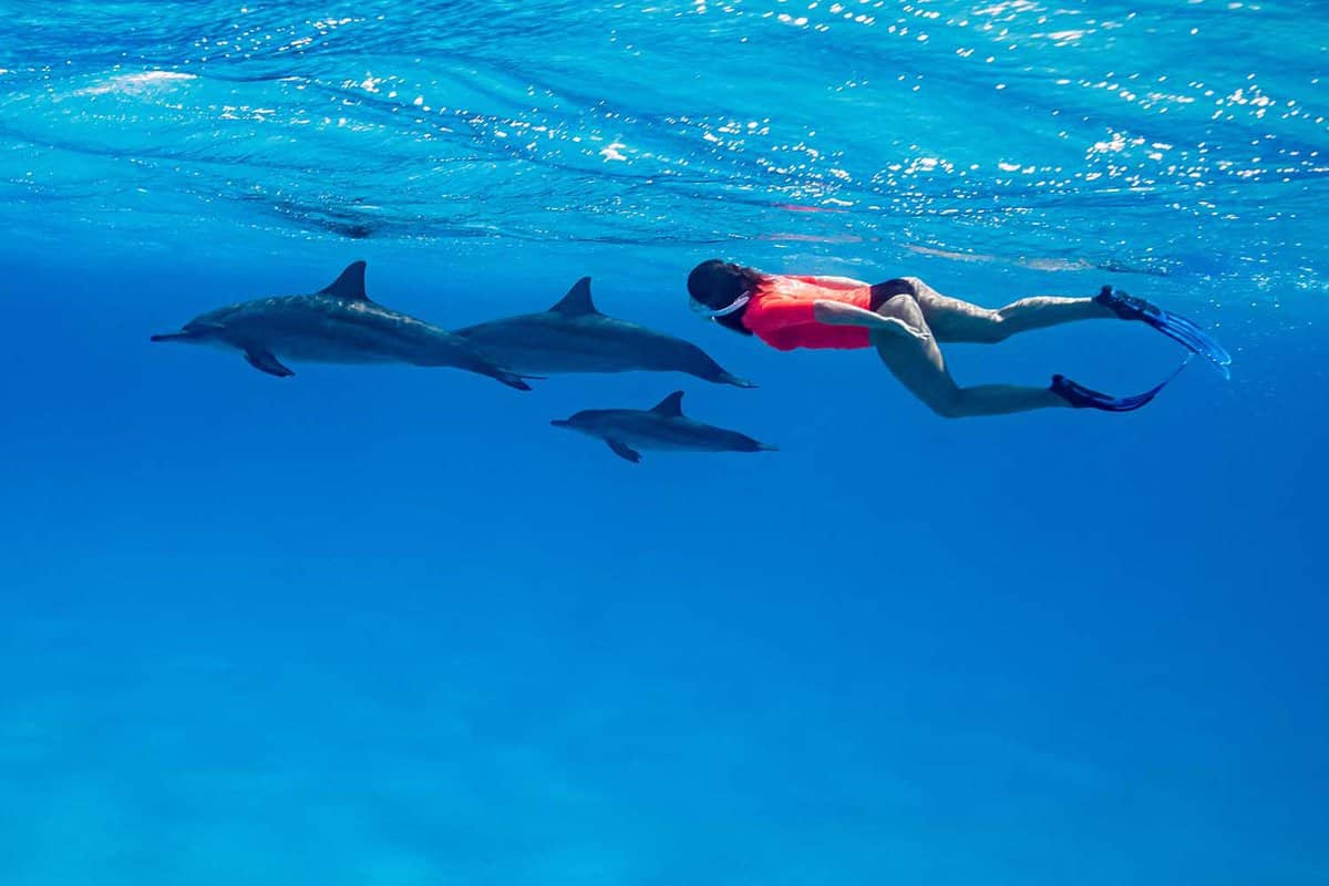 Where to Swim with Dolphins in Las Vegas
