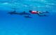 woman swimming with a pod of Spinner dolphins (Stenella longirorstris) over sand in Sataya reef, Egypt, Red Sea