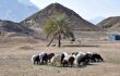 a herd of white, brown and black goats grazes in a Bedouin village on brown sand, in the center a lone green palm tree, in the background mountains.