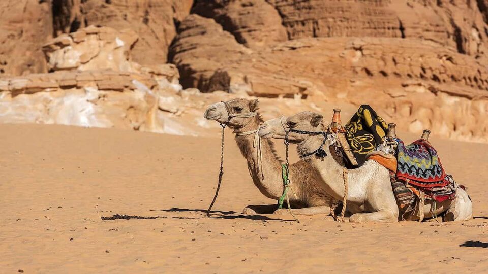 Two camels with a decorated harness await tourists in the desert on the Sinai Peninsula near the city of Sharm El-Sheikh