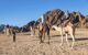 tourists riding camels during a safari tour in the desert.