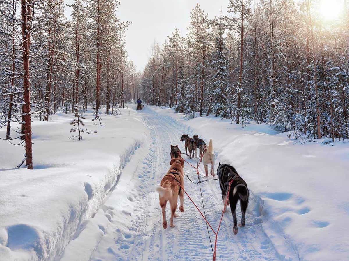 Husky dog sledding in Finnish Lapland