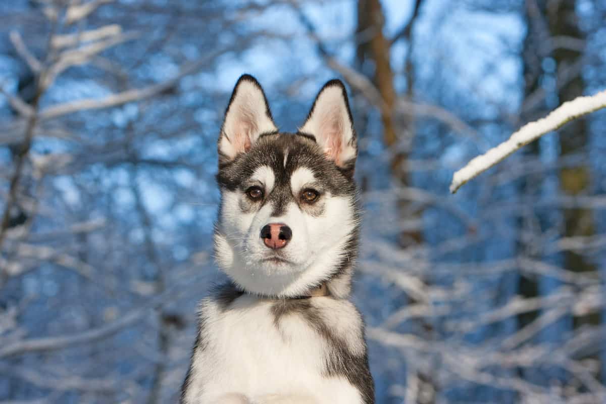 Finnish husky sales