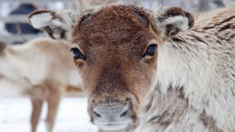 close up of a reindeers face