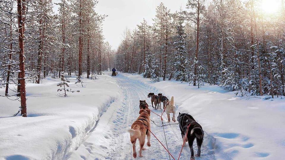 husky dog sledding through wilderness in Finnish Lapland