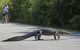 Tourist photographing american alligator walking across bicycle path at Shark Valley in the Everglades National Park