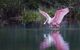 Rosette spoonbill in the Florida everglades