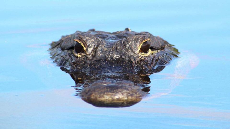 Everglades Alligator Surfaces just showing face above water