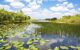 watery area in The Everglades