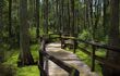 Rasied boardwalk winding through swampy forest in the Everglades
