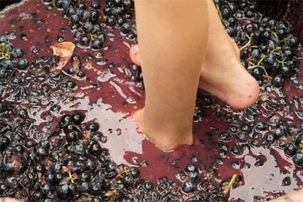 Wine harvest at Les Pastras [grape stomping]