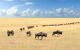 a line of wildebeest trekking through savannah