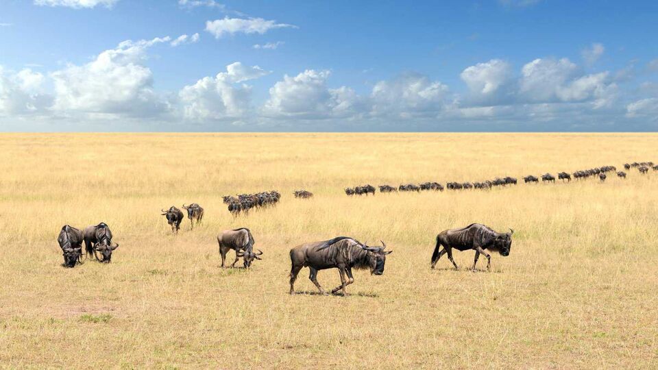 a line of wildebeest trekking through savannah