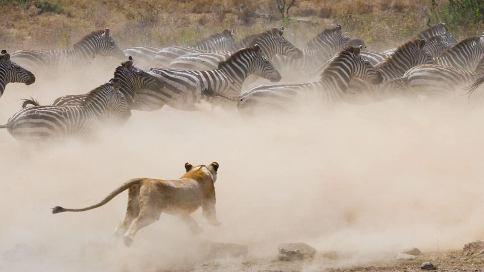 lion chasing herd amid a big cloud of dust