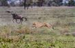 cheetah chasing a wildebeest