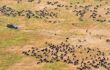 aerial view of a vehicle driving across a plain filled with wildebeest
