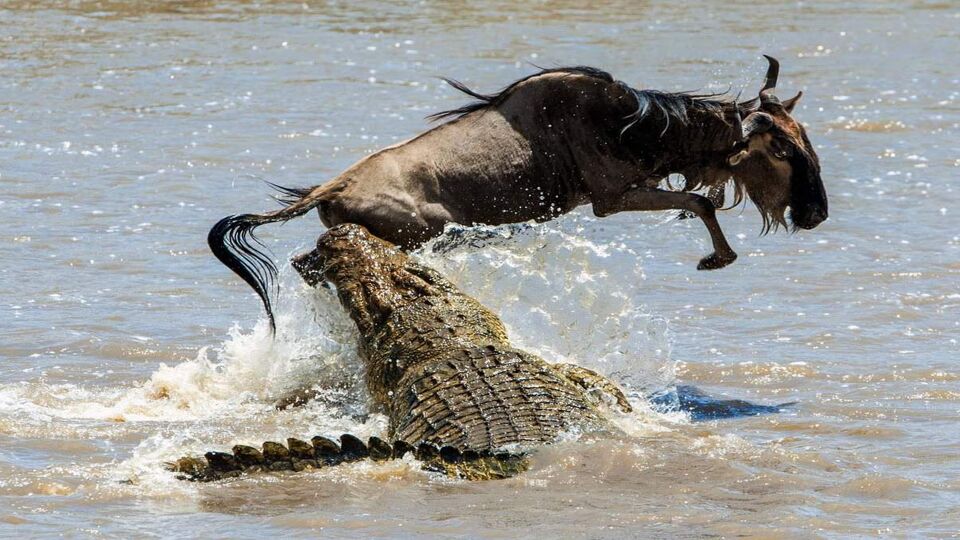 huge crocodile attacking wildebeest in the river - caught its leg