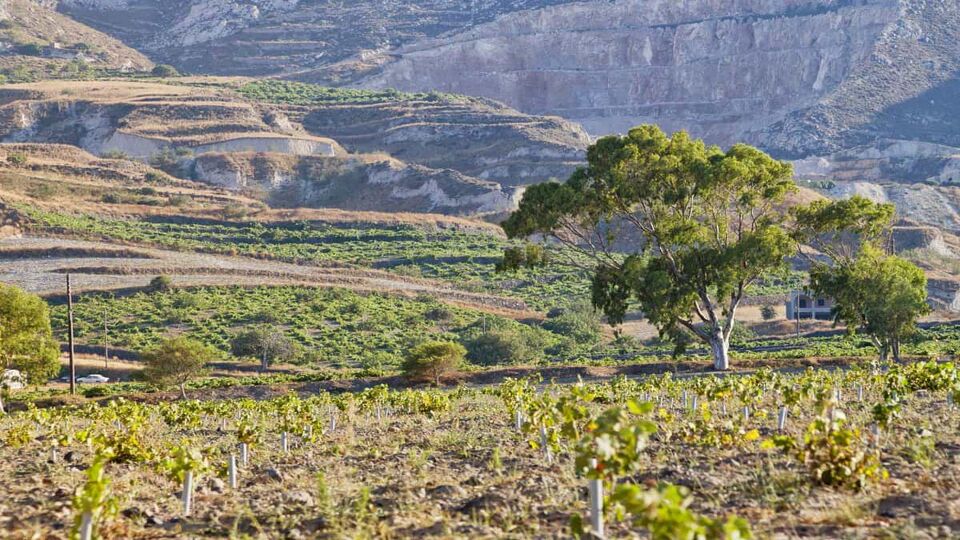 A vineyard nursery on the outskirts of Exo Gonia on the greek island of Santorini