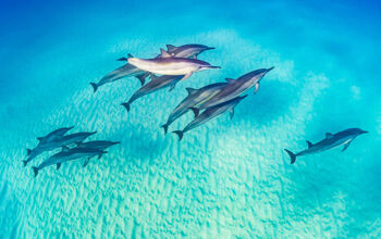 Swim with dolphins at Big Island, Hawaii