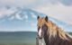 Icelandic horse portrait