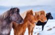 Side view of several icelandic horses