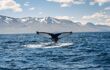 Whale diving on the Iceland coast near Husavik. Tail sticking out