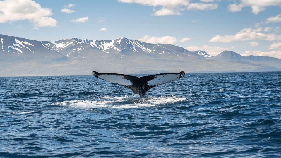 Whale diving on the Iceland coast near Husavik. Tail sticking out
