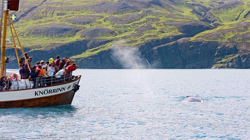 tourists on the front of a whale watching boat watch a whale on the surface