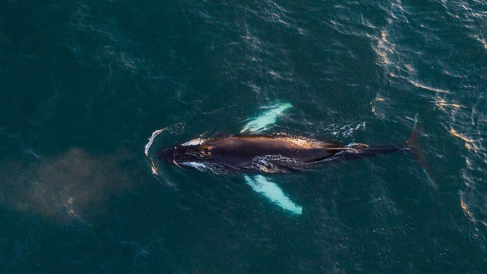 Aerial view looking down on a humpback whale