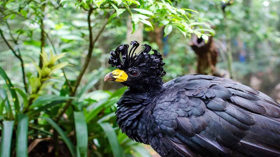 strange bird in Bird Park, Iguazu Falls