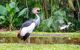 Great crested crane in Bird Park, Iguazu Falls