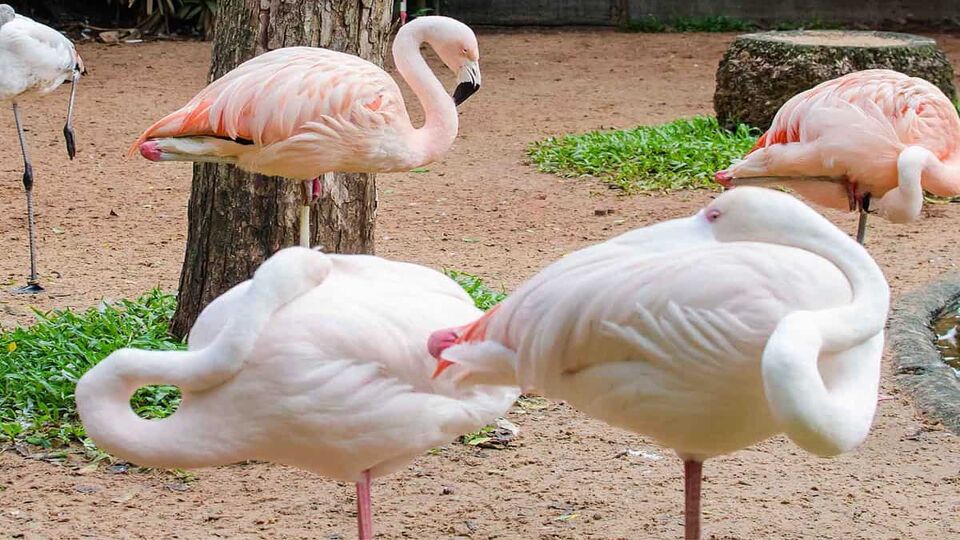 flamingoes at rest in Bird Park, Iguazu Falls