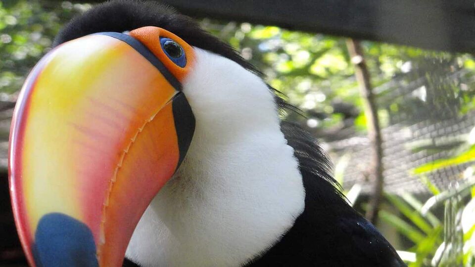 A Toco Toucan, in the Parque das Aves at Iguazu Falls, Brazil