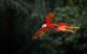 Red parrot in Bird Park, Iguazu Falls