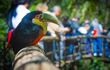 close up of toucan in Bird Park, Iguazu Falls