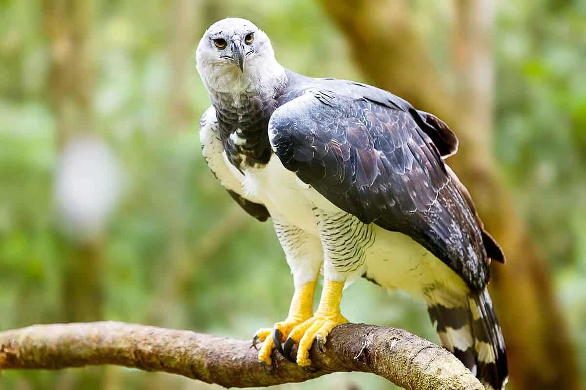 close up of a large eagle at the falconry centre in iguazu falls