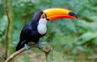 Colorful toucan at Iguazu Falls, one of the New Seven Wonders of Nature, Brazil