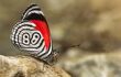 Beautiful butterfly diaethria also called 88 in Iguazu Falls