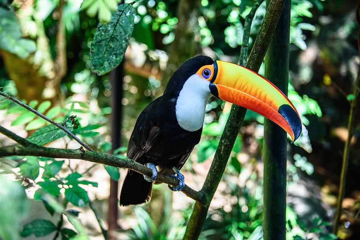 Rainforest walks around Iguazu Falls