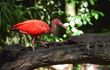 Scarlet Ibis in the rainforest, Iguazu Falls