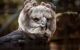 close up of Harpy Eagle in iguazu falls