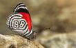 number 8 butterfly in iguazu falls