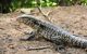 Close up of monitor lizard in iguazu falls