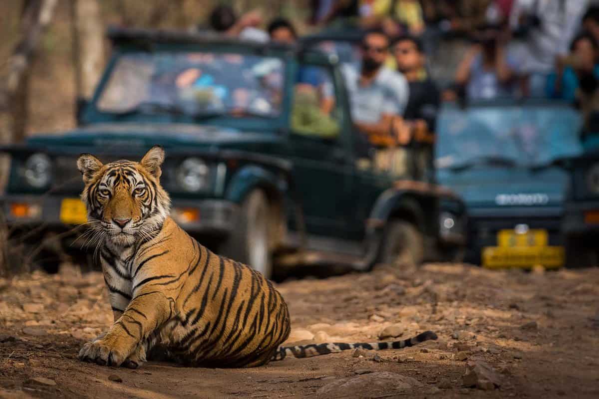 Tiger Safari In Ranthambore National Park | When & How To Do It