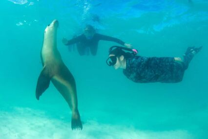 Woman snorkelling with a grey seal on the Isles of Scilly