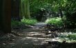 Darwin's 'Thinking Path' at Down House