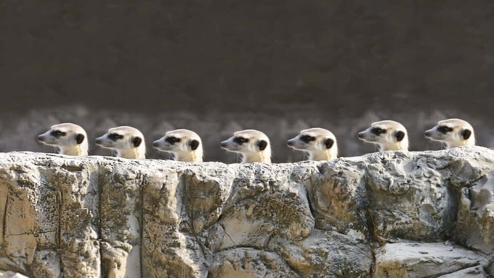 meerkat heads in a line sticking out above a stone
