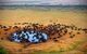 animals congregating at waterhole - aerial view