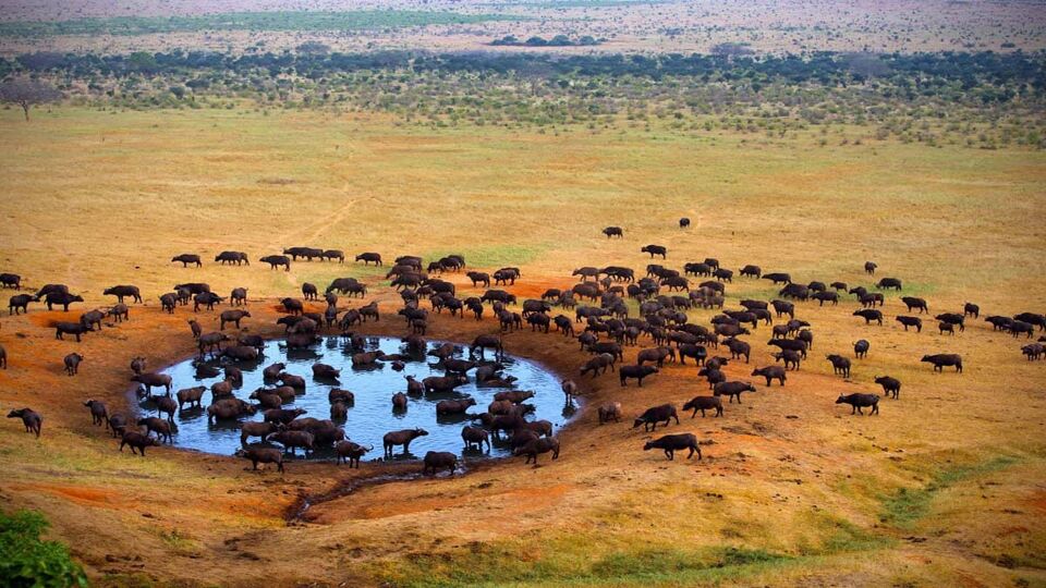 animals congregating at waterhole - aerial view